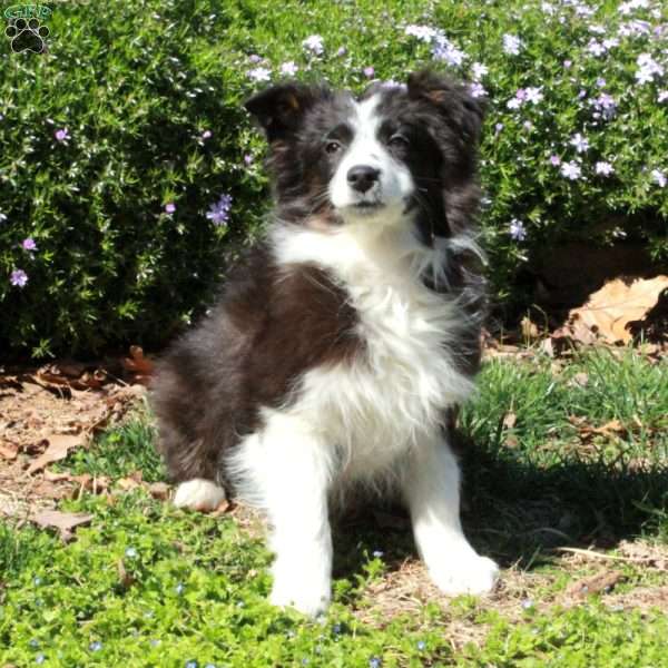 Shep, Australian Shepherd Puppy