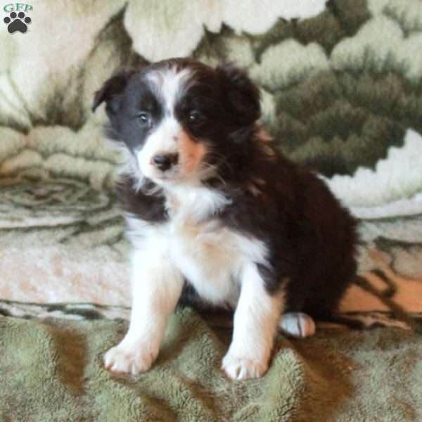 Shep, Australian Shepherd Puppy