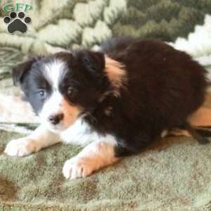 Shep, Australian Shepherd Puppy