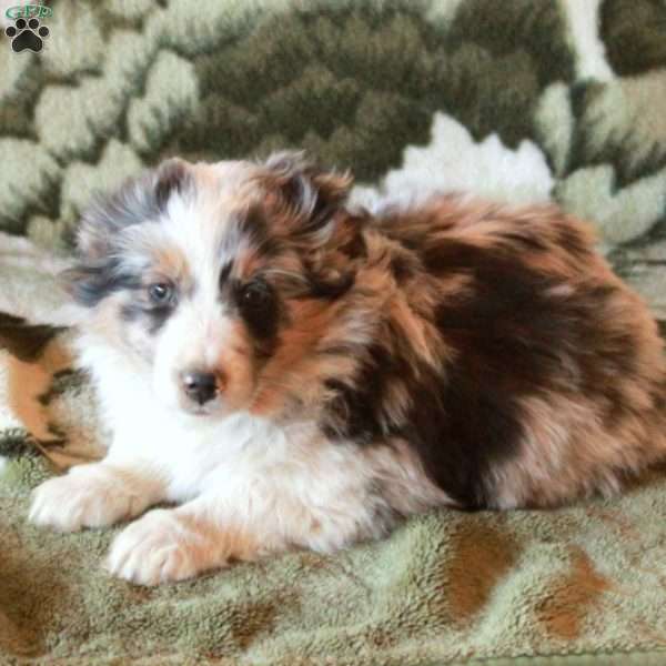 Sheriff, Australian Shepherd Puppy