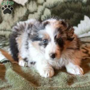 Sheriff, Australian Shepherd Puppy