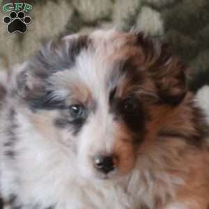 Sheriff, Australian Shepherd Puppy