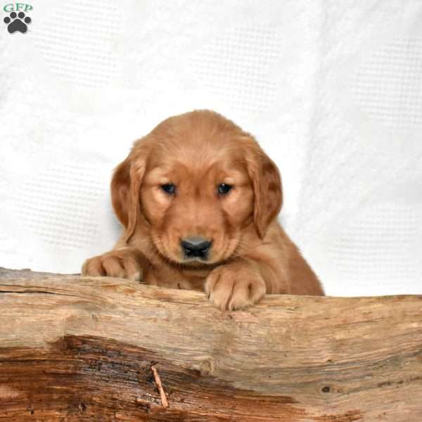 Sherman, Golden Retriever Puppy