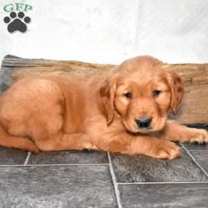 Sherman, Golden Retriever Puppy