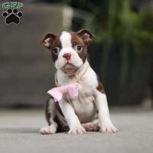 Sherry, Boston Terrier Puppy