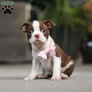 Sherry, Boston Terrier Puppy