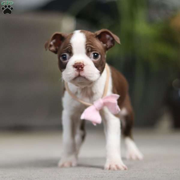 Sherry, Boston Terrier Puppy