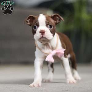 Sherry, Boston Terrier Puppy