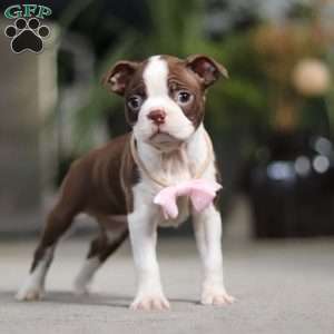 Sherry, Boston Terrier Puppy