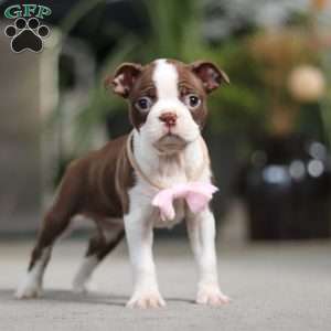 Sherry, Boston Terrier Puppy