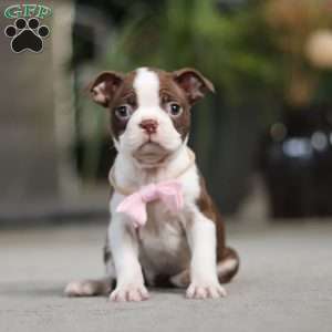 Sherry, Boston Terrier Puppy