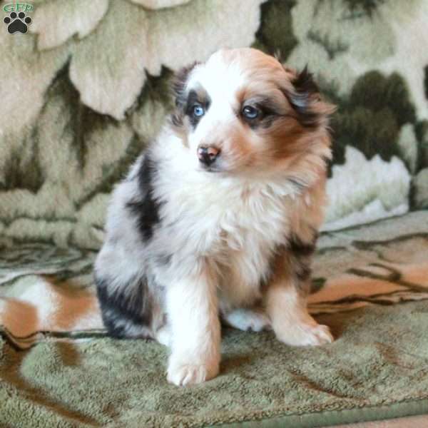 Shia, Australian Shepherd Puppy