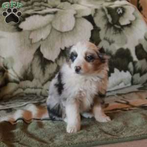 Shia, Australian Shepherd Puppy