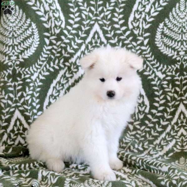 Shiloh, Samoyed Puppy