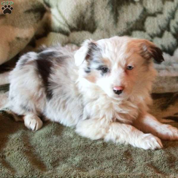 Shiloh, Australian Shepherd Puppy