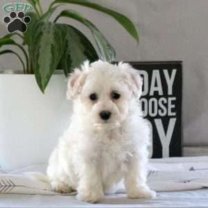 Shiloh, Bichon Frise Puppy