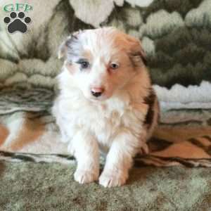 Shiloh, Australian Shepherd Puppy