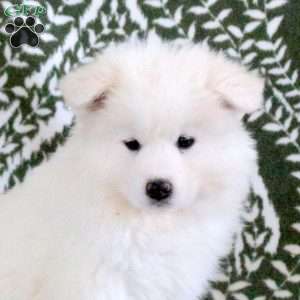Shiloh, Samoyed Puppy