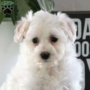 Shiloh, Bichon Frise Puppy