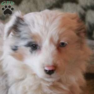Shiloh, Australian Shepherd Puppy