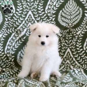 Shiloh, Samoyed Puppy