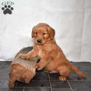 Shiloh, Golden Retriever Puppy