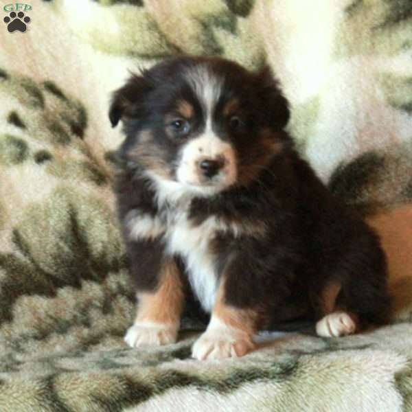 Shirin, Australian Shepherd Puppy
