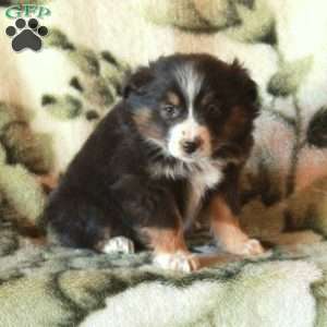 Shirin, Australian Shepherd Puppy