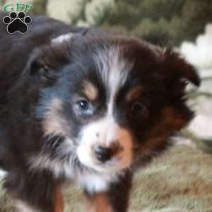 Shirin, Australian Shepherd Puppy