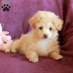 Shirley, Toy Poodle Puppy