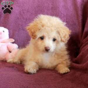 Shirley, Toy Poodle Puppy