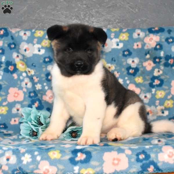 Siena, Akita Puppy