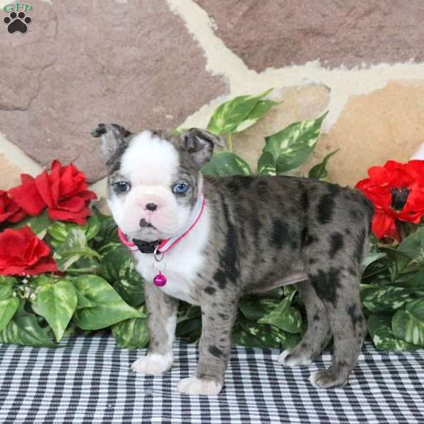 Sianna, Boston Terrier Puppy