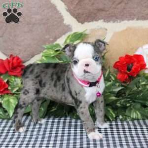 Sianna, Boston Terrier Puppy