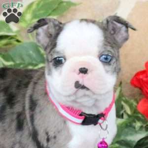 Sianna, Boston Terrier Puppy