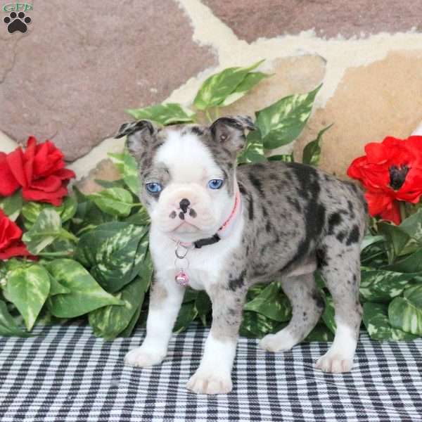 Sierra, Boston Terrier Puppy