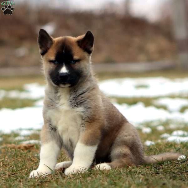Silas, Akita Mix Puppy