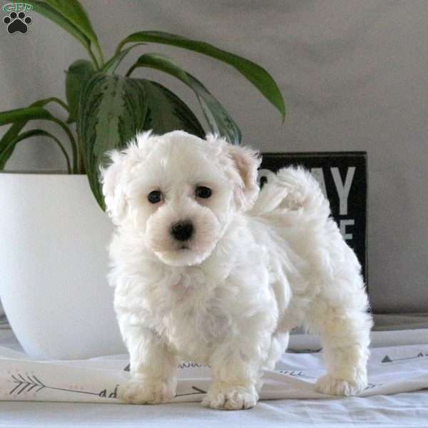 Silly, Bichon Frise Puppy