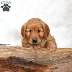 Simba, Golden Retriever Puppy