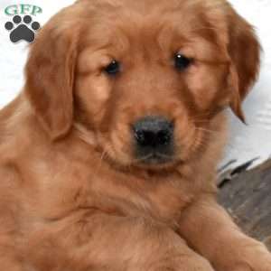 Simba, Golden Retriever Puppy