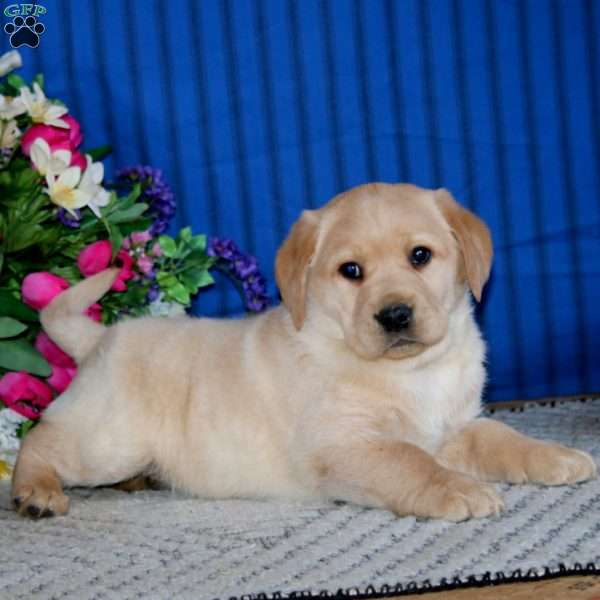 Simba, Fox Red Labrador Retriever Puppy