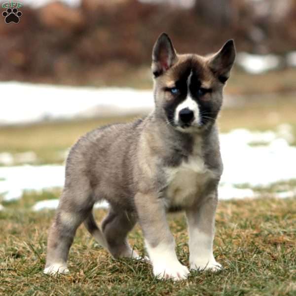 Simba, Akita Mix Puppy
