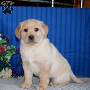 Simba, Fox Red Labrador Retriever Puppy