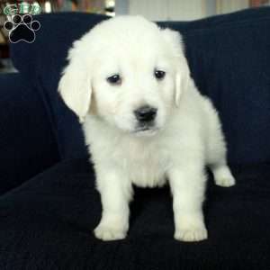 Skippy, English Cream Golden Retriever Puppy