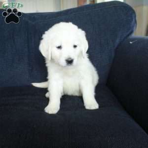 Skippy, English Cream Golden Retriever Puppy