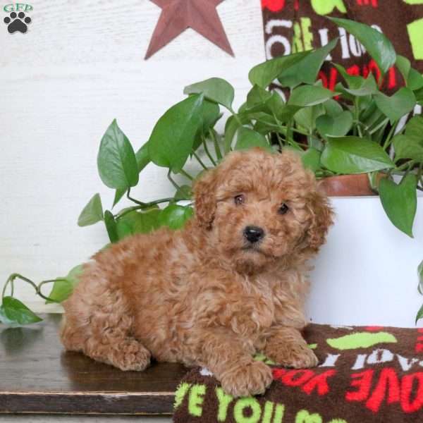 Skittles, Miniature Poodle Puppy