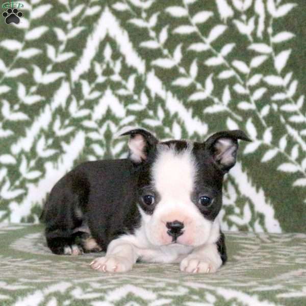 Skittles, Boston Terrier Puppy