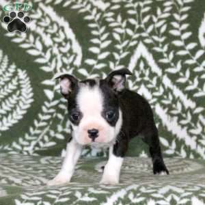 Skittles, Boston Terrier Puppy