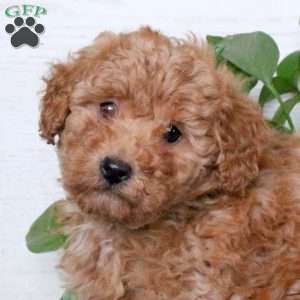 Skittles, Miniature Poodle Puppy