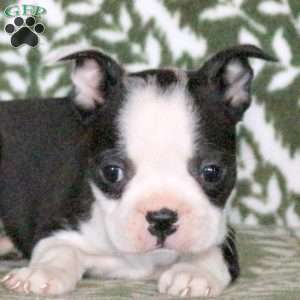 Skittles, Boston Terrier Puppy